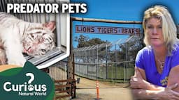 Lions Tigers Bears - Exotic Animal Sanctuary That Cares | Predator Pets