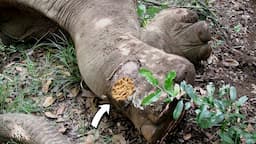 Brave officers gently treated Elephant begging for life with deep septic injuries all over its body