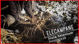 Digging ELECAMPANE: LUNG & DIGESTIVE Helper (Video Lesson)