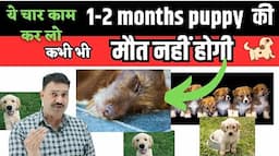 अब नहीं मरेंगे छोटे PUPPY  👉🏻 Puppy ki Mout ko kaise roken