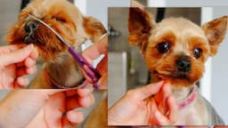 Yorkie Grooming - Short Cut