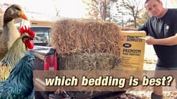 Straw, Pine Shavings or Hay?  Which bedding is best?