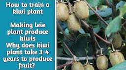 How to train your kiwi plant | making kiwi plant to produce fruit | Garden Ideas & DIY