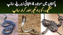 4 Most Venomous Snakes in Pakistan | Common Krait, Indian Cobra, Viper Snakes | Wildlife of Pakistan