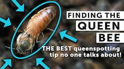 SPOT THE QUEEN BEE EVERY TIME: Secret to Finding the Queen EVERY Time