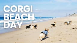 HUNDREDS of CORGIS INVADE Huntington Beach!!! - Corgi Beach Day Fall 2023