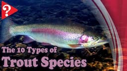 "Wait, There are 10 Types of Trout You Don't Know About?! Uncover Them Now!"