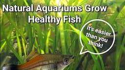 Natural Aquariums for your Fish and Microfauna