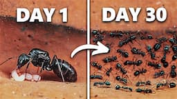 Simulating an Ant Colony For 30 Days