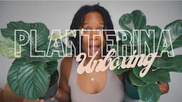 HONEST PLANTERINA UNBOXING HAUL | FIDDLE LEAF FIG | CALETHEA ORBIFOLIA | WORTH IT? | PLANT MAMA