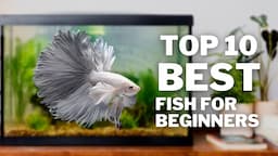 Top 10 BEST Fish for Beginners