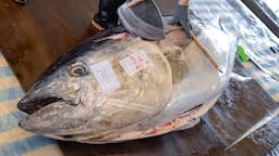 Cutting Show! 4 Luxurious Bluefin Tuna Dishes You've Never Tried / 頂級金三角拼盤, 黑鮪魚創意料理