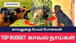 TOP BUDGET GUARDING DOGS IN TAMIL