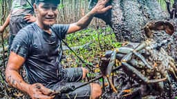 Samoan Mud Crabbing with Locals