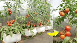 Secrets from kitchen waste to grow tomatoes that grow quickly and have lots of fruit