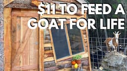 How To Feed Goats Without The Feed Store (Forage, Growing Hay and Grains)