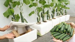 I wish I knew this method of growing hydroponic cucumbers at home in foam containers sooner