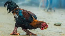 The Most Expensive Chicken Breeds in the World | Rare Chicken Breeds | Poultry Farming