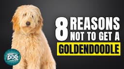 8 Reasons You SHOULD NOT Get a Goldendoodle