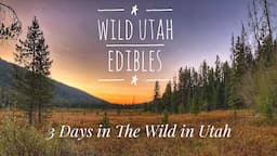 Wild Edibles Real Utah Adventure 4 Days in the Woods