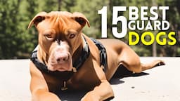 Top 15 Best Guard Dog Breeds to Protect Your House and Family