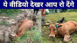 ये देखकर इंसानियत पर यकीन हो जाएगा | Most Inspiring Animal Rescues | Bright Gyan