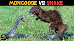 How did Mongooses Become Immune to Snake Venom?