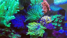 TORCH CORALS for LAZY people like me. Plus new shipment of torches from High Voltage Corals, UNREAL