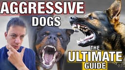 How To Stop Dog Aggression for Everyday People: The Ultimate Guide