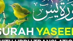 Surah Yasin ( Yaseen ) with Urdu Translation | Quran Tilawat Beautiful Voice | Hindi Tarjuma