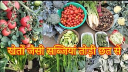 Winter Vegetables Harvesting from my Terrace Garden|#kiranskitchengarden#harvesting#harvest