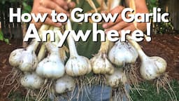 How to Grow Garlic ANYWHERE!