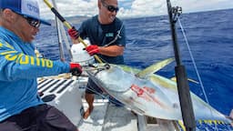 Trolling for Ahi Tips - Tuna Tactics - Big Yellow-fin Tuna