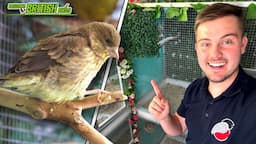 Breeding the BEST! | Breeding British Birds S4:Ep10