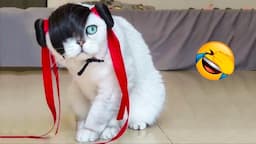 NEW Cats Videos 2024 😅 Funny Cat Videos − Funny Cats 😹