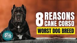 8 Reasons Cane Corso Might Just Be The Worst Dog Breed