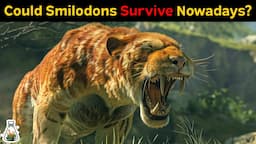 Could Smilodons Survive Nowadays?