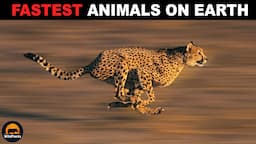 10 Fastest Animals on Earth