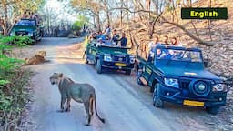 Lions Blocked Safari | Gir National Park, Gujarat, India - 4K UHD English