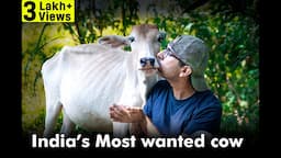 India's MOST WANTED Cow! | A day in the life of a pampered rescued cow Tofu