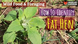 How To Identify Fat Hen (Wild Food & Foraging)