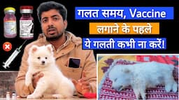 New puppy care tips : Right process of Vaccination in hindi by @PomtoyAnurag