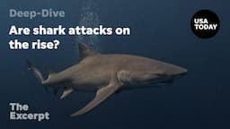 Are shark attacks on the rise? | The Excerpt