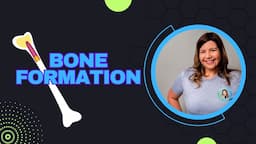 Skeletal System: Intramembranous and Endochondral Bone Formation