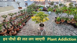 बस एक बार लगा कर तो देखो / इन परमानेंट पौधो की लत लग जाएगी🥰 / Plants Addiction / Houseplants names