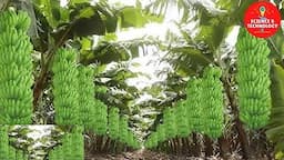 MODERN TECHNOLOGY BANANA FARM IN THE PHILIPPINES -AMAZING BANANA HARVESTING-GREAT BANANA PLANTATION