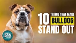 10 Things That Make a Bulldog Stand Out