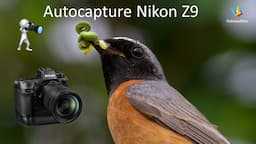 How to use AUTOCAPTURE on a Z9 camera. I show an example. - WILDLIFE PHOTOGRAPHY - Bird photography