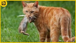 Brave And Strategic Cats Caught Hunting And Attacking