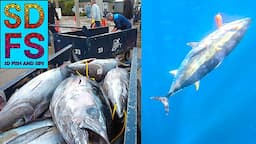 San Diego Bluefin Tuna Fishing | Nomad Mad Macs & Sportfishing Boats | June Fish Report SDFS